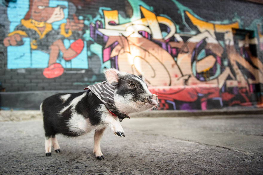 I Photographed A Pig In A Graffiti Alley