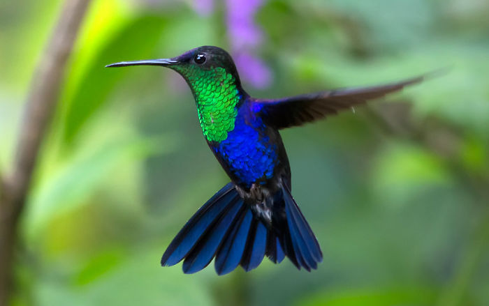 19 Things To Know About Hummingbirds