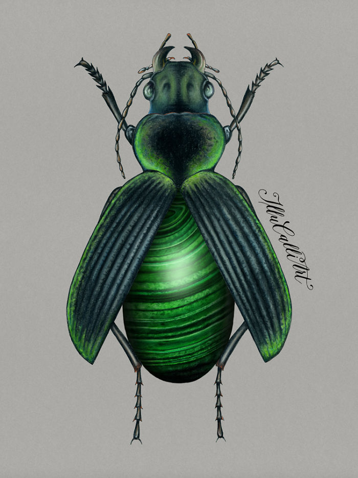 I Drew Beetles That Hide Colourful Minerals Underneath Their Shiny Wing Cases