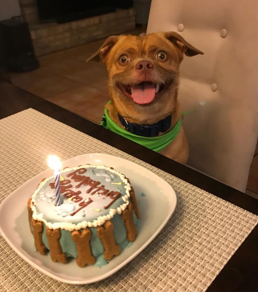 Pupdate: He Loved The Cake!