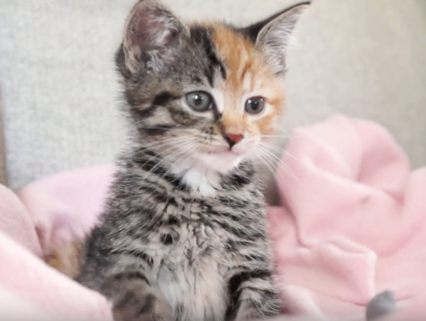 Meet Little Maci - The New Two-Faced Kitten!