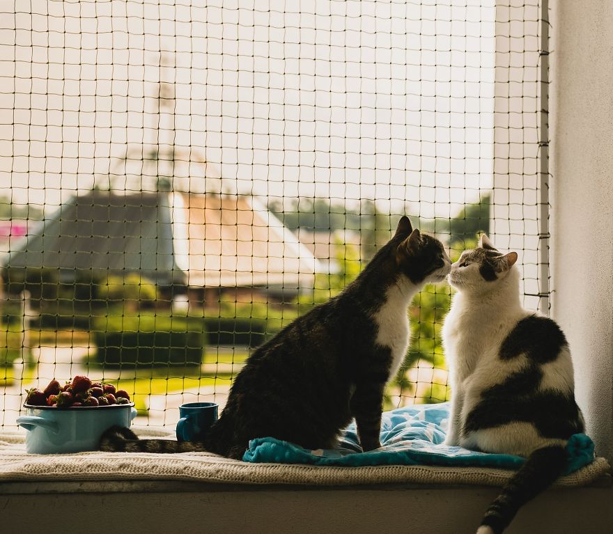 My Private Cats' Models!