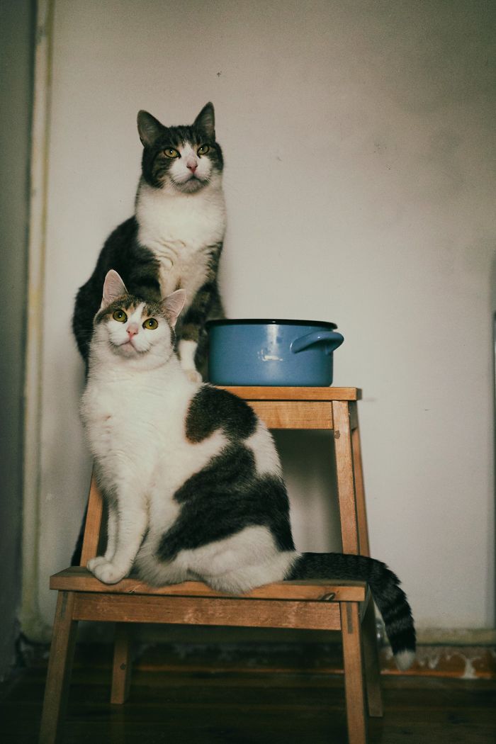 Here Are My Two Favorite Models - My Cats (30 Pics)