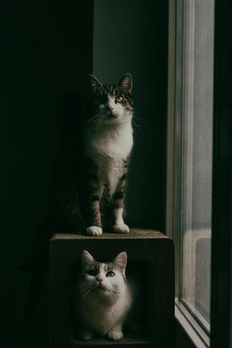 My Private Cats' Models!