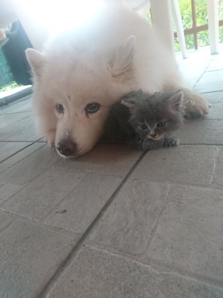 Rescued An Abandoned Kitten Left By The Road - My Dog Is A Big Fan So Far