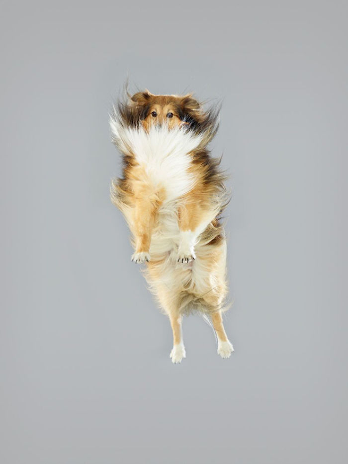 Photographer Makes Dogs Fly And The Result Is Pure Relaxation Between The Owners And The Animals