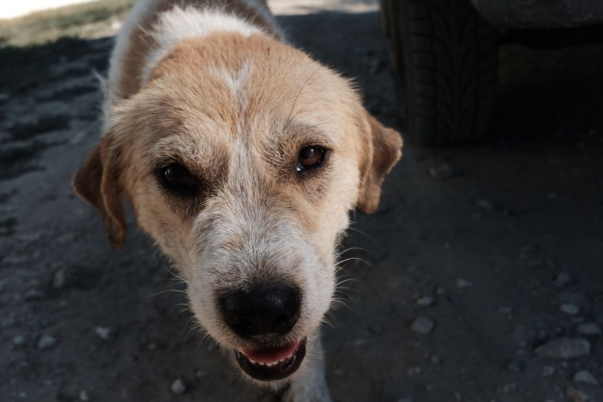 I Take Portraits Of Street Dogs And Here Is The Result