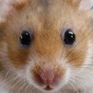 Dave the Hamster