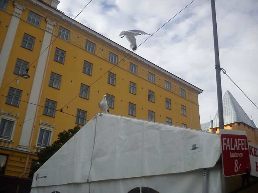 Seagull Summer Festival
