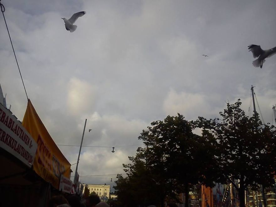 Seagull Summer Festival