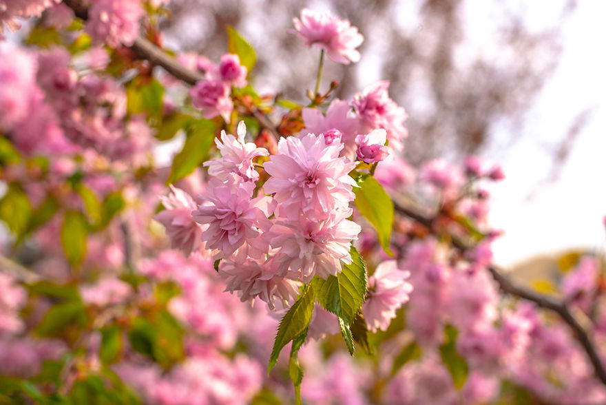 Tenderness Of The Spring Blossom Tenderness Of The Spring Blossom
