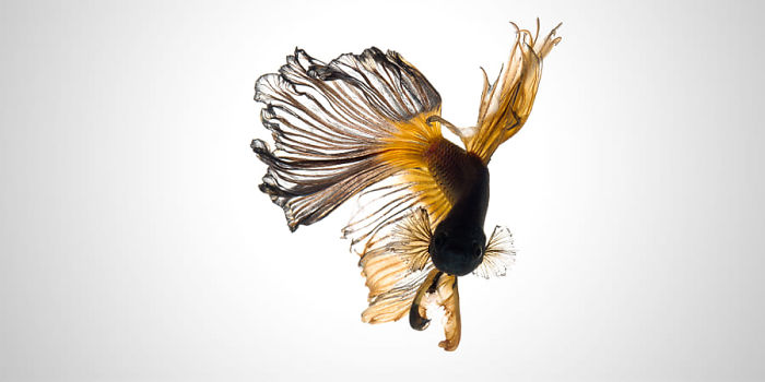 The Elegant And Fantastic Poses Of Aquarium Fish Captured By A Thai Photographer