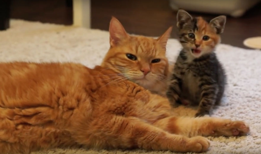 Cat Meets Kitten For The First Time (7 Steps Of Acceptance)