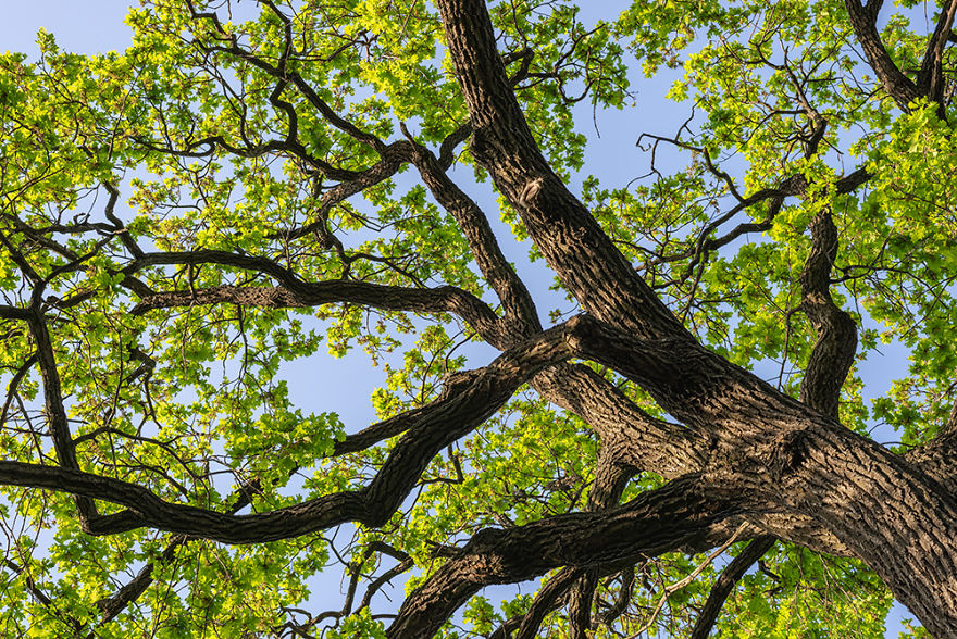 Wide Color Photography Of Massive Oak Tree Wide Color Photography Of Massive Oak Tree