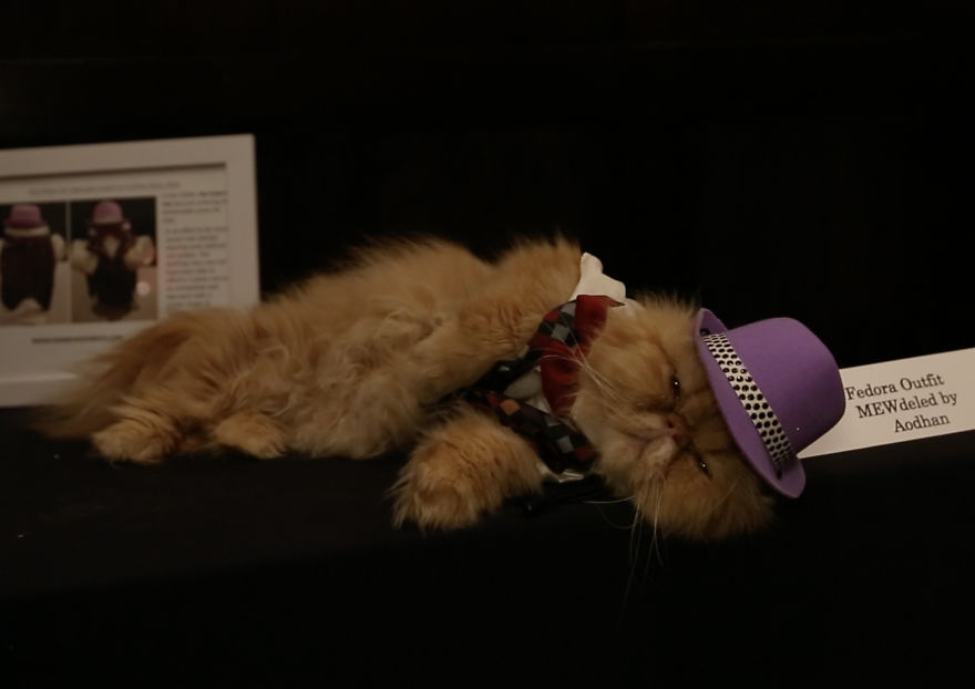 Working Cats Of New York City