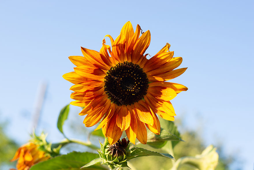Yellow Sunflower On A Field