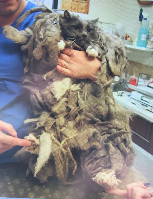 Someone Dumped A Cat At A Shelter Overnight In A Terrible Condition, But After Shaving Its Fur They Saw A True Beauty