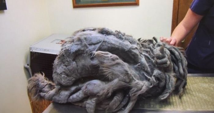 Jemand hat diese verwahrloste Katze vor einem Tierheim abgesetzt, aber nach einem Haarschnitt zeigt sich Ihre wahre Schönheit