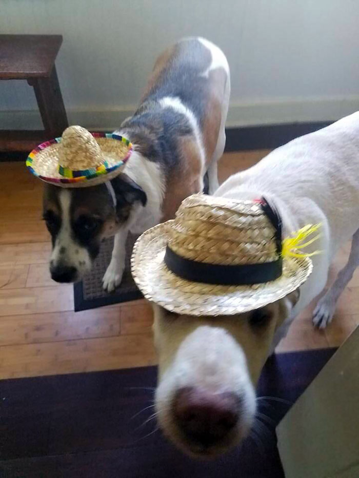 Women Confuse Me. My Girlfriend Sent Me Out For Groceries, And Like Any Rational Person, I Thought That Meant Go Get Hats For The Dogs. Turns Out She Was Hungry