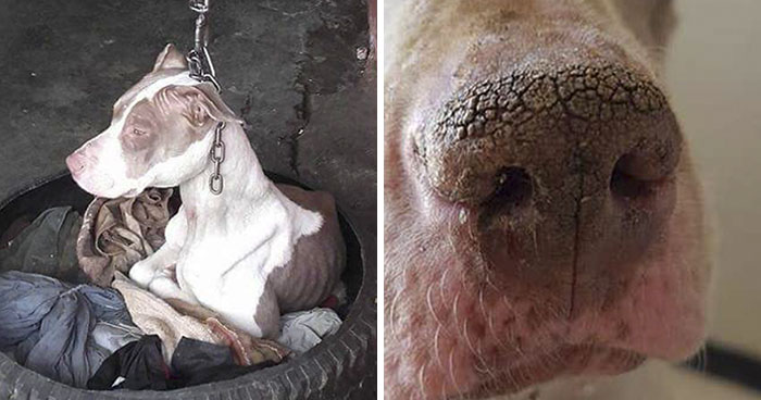 Dog Kept On Such A Short Chain She Could Never Rest Her Head Is Finally Rescued And The After Pics Will Bring You Joy