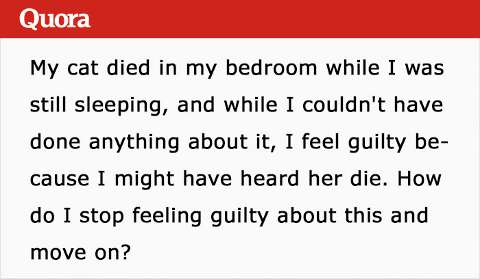 Someone Asks How They Can Stop Feeling Guilty After Their Cat Dies In Their Bedroom, The Internet Delivers