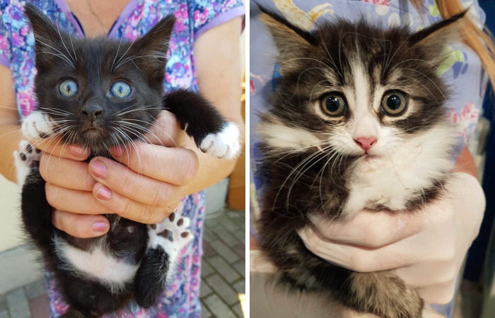 Stray Cats Need Medical Care