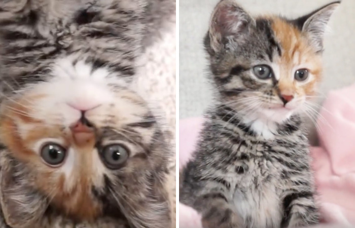 Meet Little Maci – The New Two-Faced Kitten!