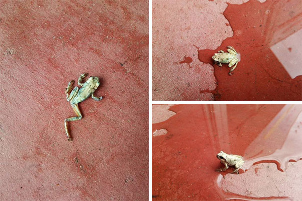 This Frog Was Found All Dried Up And Withered Outside The Store In The Morning... The Store Manager Said, "Let's Try Splashing Some Water On It," And Holy Sh*t It Came Back To Life