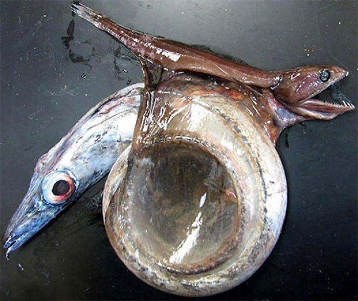Engullidor negro que murió al intentar comer un pez 4 veces su tamaño