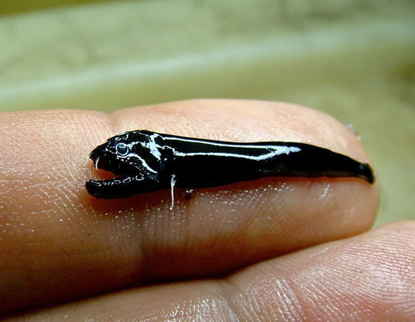 These New Fish Species Can Survive In Volcanoes And They’re The Stuff Of Nightmares