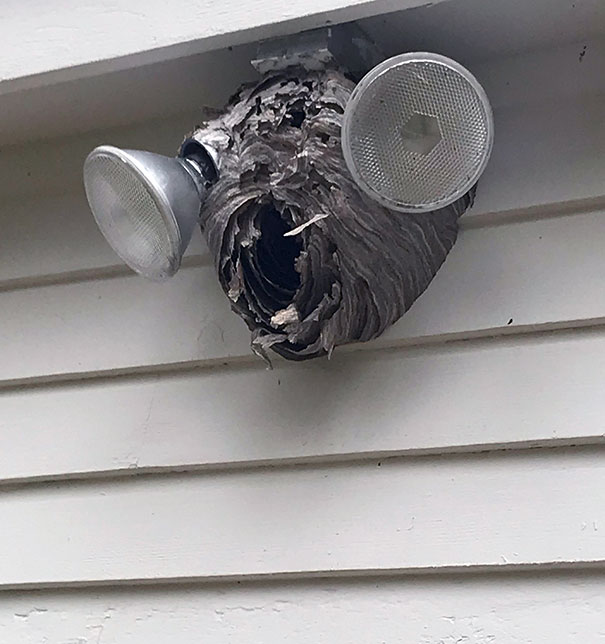 This Hornets Nest Looks Kind Of Like A Hornet’s Head
