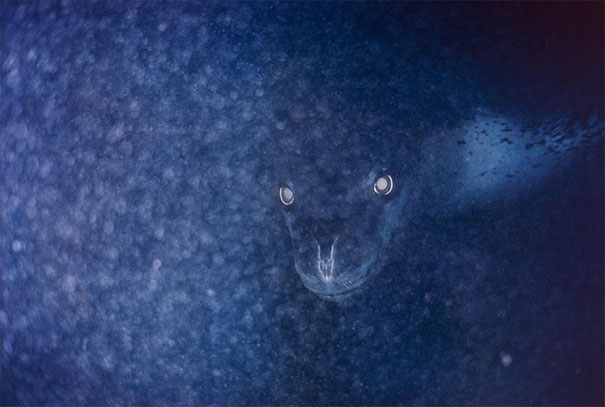 A Leopard Seal Peering Through A Veil Of Plankton