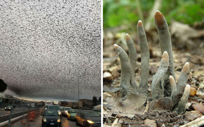 50 Times Nature Made Us Say NOPE” (WARNING: This List Might Be Too Scary For You)”