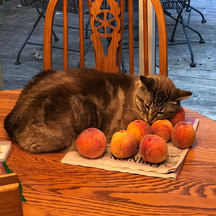 This Adorable Cat Loves Peaches And People On The Internet Are Losing Their Minds