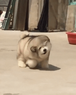 Slow-Motion Malamute Pup