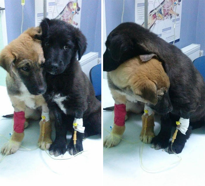 These Brothers Kicking Parvo Right In The *** Are The Strongest Puppies You'll See Today