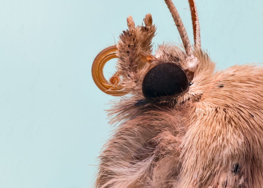 These Portraits Of Insects Will Make You Look At Them In A Whole New Light!