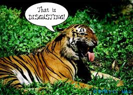 disgusted-tiger-5b61a449ac00a.jpg