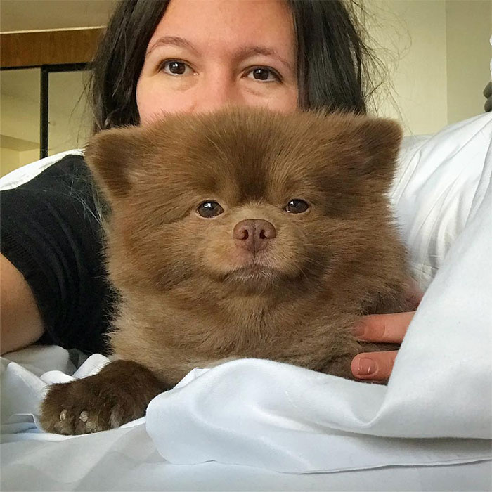 Breeder Abandoned 5-Month-Old Pomeranian Because He Was "Too Big", They Probably Regret It Now
