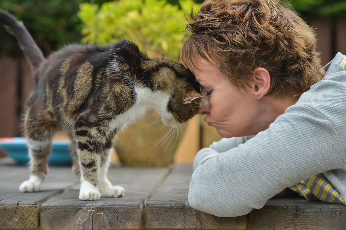 Elderly Cat Finds Its Way Home After 13 Years, And The Reunion Leaves Everybody In Tears
