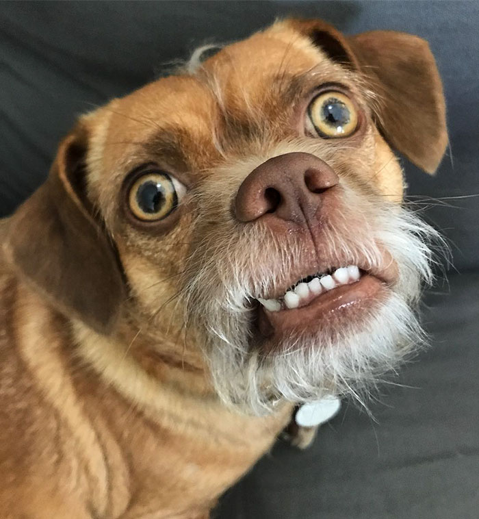 This Dog Has Thousands Of Expressions, And It Cracks Us Up