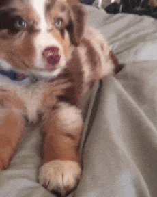 Puppy Doesn't Want To Get Out Of Bed