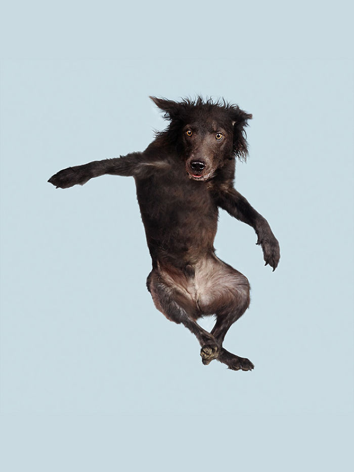 Photographer Makes Dogs Fly And The Result Is Pure Relaxation Between The Owners And The Animals