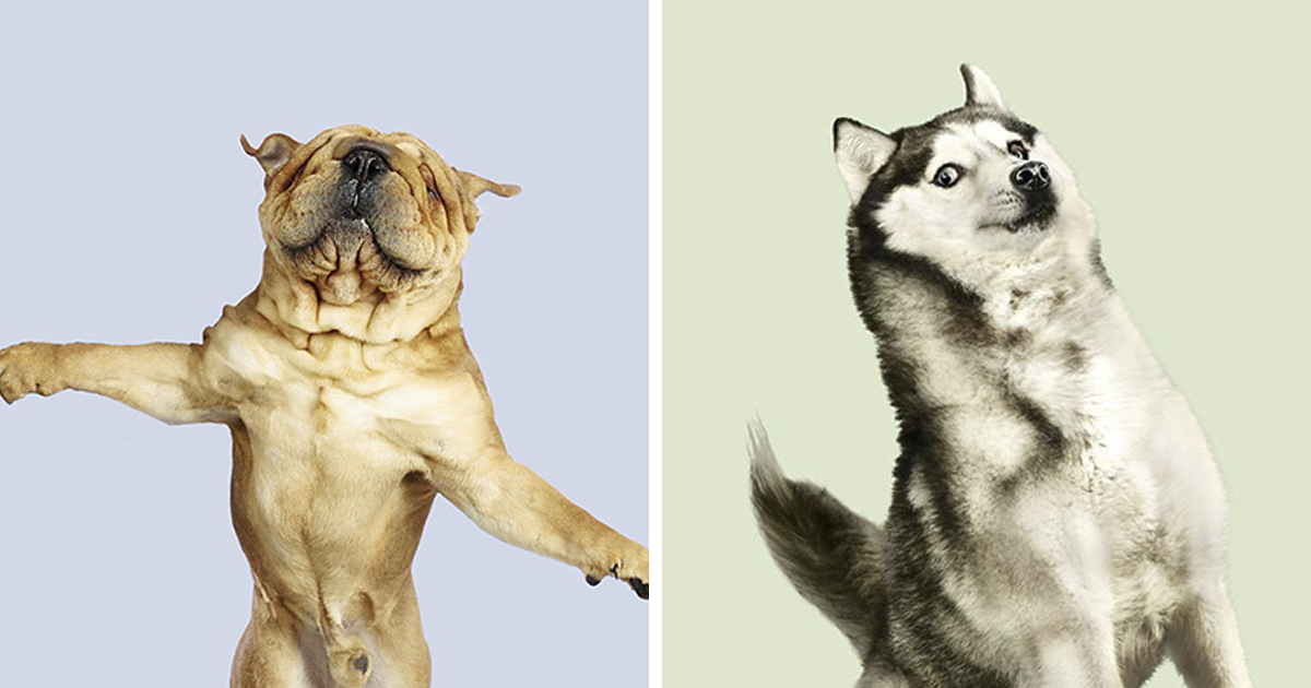 Fun Portraits Of Flying Dogs By A German Photographer