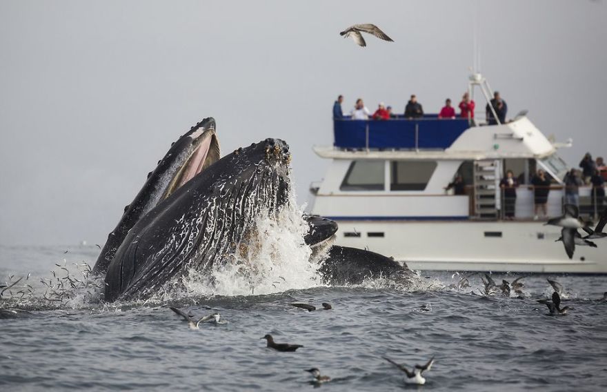 Where Can You See The Best Whale Watching When In California?