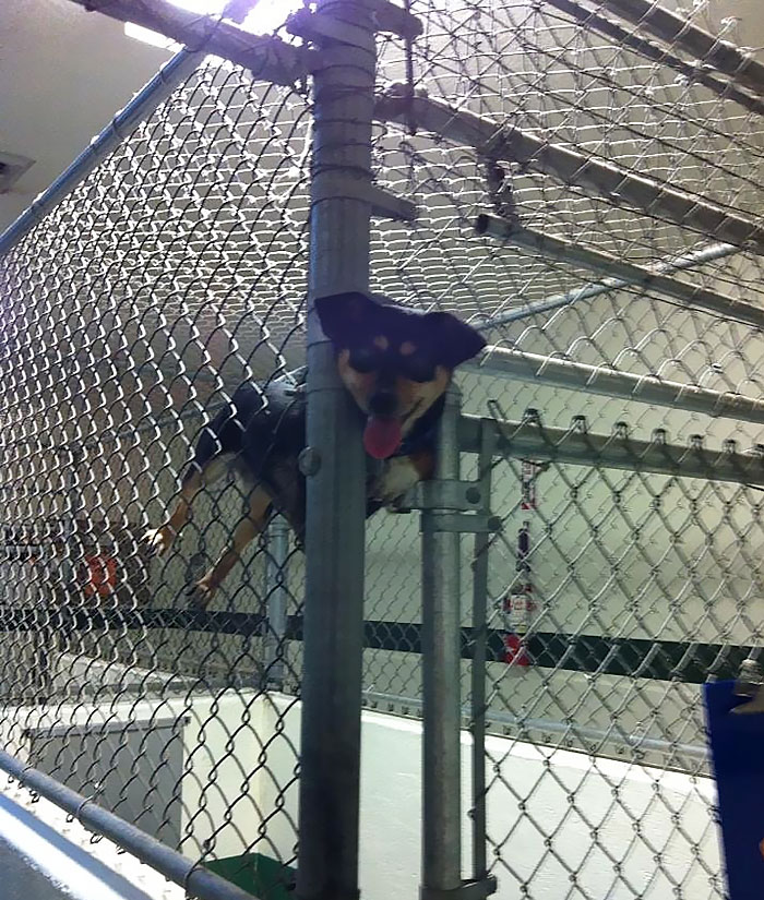 Walked Into The Dog Shelter This Morning And This Little Lady Was About To Make Her Escape