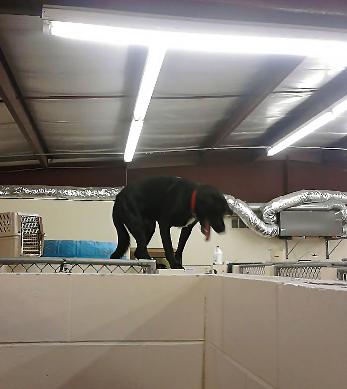 He Was Left Alone For 10 Minutes. He Straight Up Climbed Onto The Wall Of His Kennel. That Wall Is Roughly 6 Feet Tall