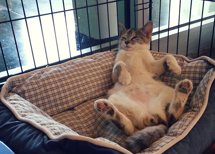 This Is The Chillest Cat At The Shelter Where I Work