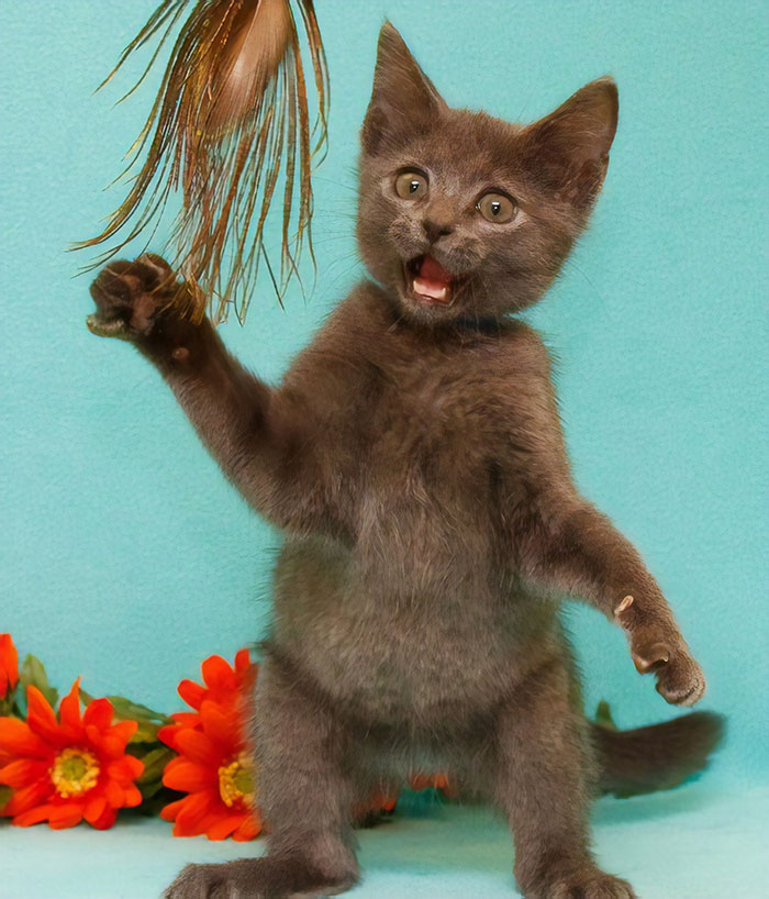 My Friend Takes Pictures At The Humane Society Of Cats Up For Adoption. This Was One Cat's "Adopt Me" Photo