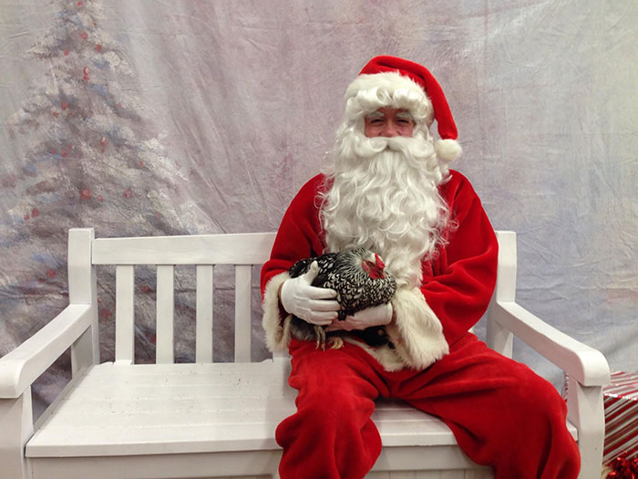 My Mom Volunteers At The Local Humane Society And Someone Brought In Their Pet Chicken To Be Photographed With Santa